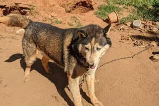 Sin agua ni comida, atado con una cadena sobrevivía en la intemperie bajo el calor abrasador