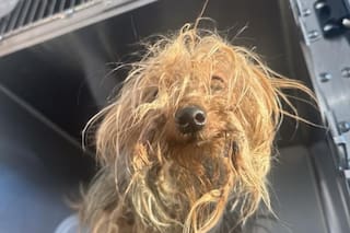 La tiraron por un ducto de basura para que tuviera un doloroso final pero alguien la encontró justo a tiempo: