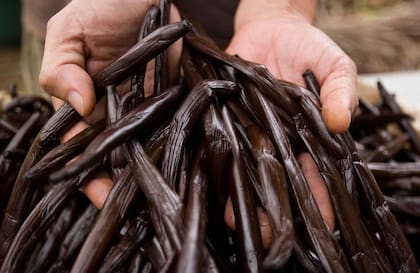 Vainas de vainilla en una platación en la isla de Tahaa.