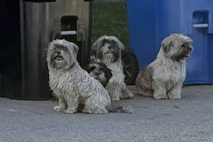 Tenían familia pero un día aparecieron en el barrio buscando comida en la basura