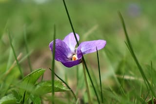 La más pequeña y perfumada del jardín