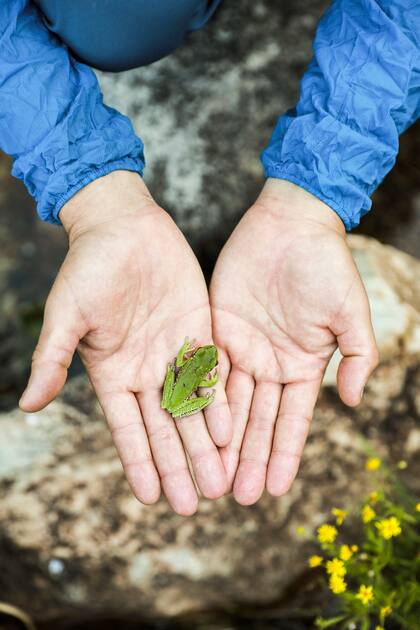 El Sapito de las Sierras es un pequeño anfibio que cabe en la palma de la mano.