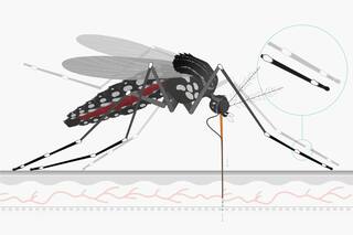 Así actúa el virus dentro de tu cuerpo y así se propaga