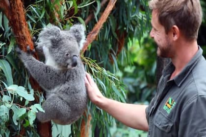Los koalas son una especie única de Australia