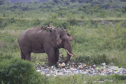 El paquidermo revolvía la basura con su trompa en busca de comida