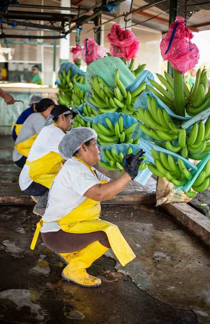 En la zona de Machala, provincia de El Oro, se encuentran la mayoría de las fincas bananeras.