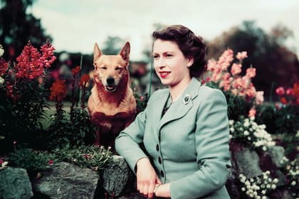 En 1952 con Susan, su primer corgi propio, un regalo que recibió en su cumpleaños número 18. A lo largo de su vida, continuó criando 14 generaciones de corgis, todos descendientes de Susan