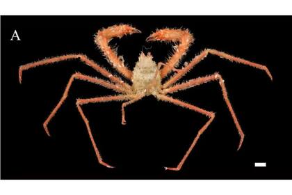 El cangrejo descubierto, al que bautizaron Gordonopsis mazupo