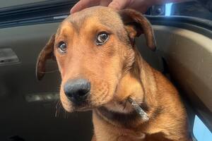 Con una flecha clavada en el cuello y un balazo en el abdomen, lo rescataron justo a tiempo