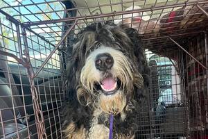 Lo echaron de su casa, corrió desesperado y lo atropelló un jeep hasta que un grupo de vecinos logró atraparlo