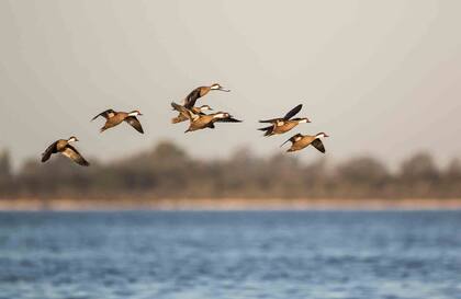 Una bandada de patos gargantilla sobrevuela la laguna.