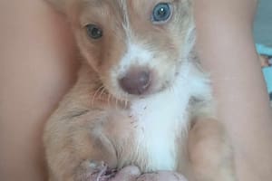 La abandonaron al costado de un camino y quedó impactado cuando la rescató: “Tenía la pata más grande que jamás había visto”