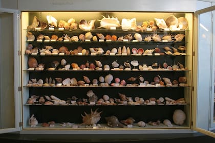 Hoy, las más de 30 mil piezas que forman la colección esperan volver a ser expuestas