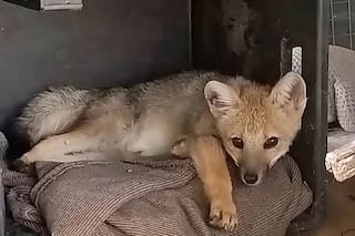 Lo taparon con una manta para ayudarlo y se llevaron una sorpresa cuando vieron a quién habían rescatado