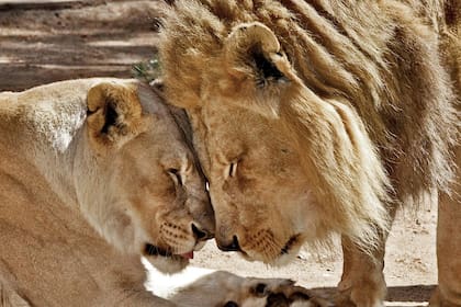 Hubert y Kalisa: la pareja de felinos que se hizo viral tras conocerse su historia de amor
