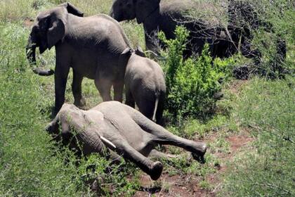 Botsuana cuenta con una población aproximada de 130.000 elefantes y una buena reputación en cuanto a tareas de conservación
