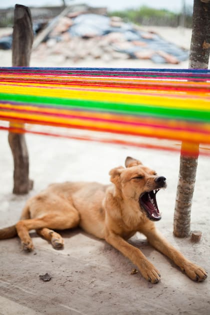 Un perro bosteza bajo un telar atamisqueño. 