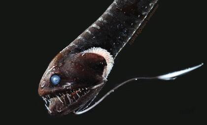 El misterio oceánico de los peces ultranegros sigue estudiándose