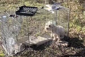 Vagaba perdido cerca de un aeropuerto, lograron atraparlo y un dato fue clave para cambiar su historia.