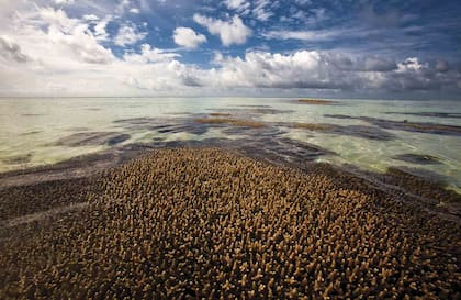 Arrecifes de coral al descubierto en Lankanfushi. Así se ven las islas cuando baja la marea.
