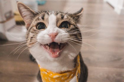 Los gatos sienten ansiedad al ver modificado su territorio