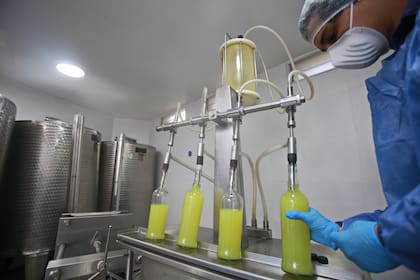 Los limones, libres de químicos y orgánicos, son pelados a mano