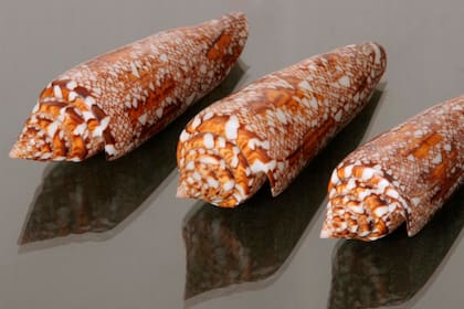 Uno de las tres tesoros de todo coleccionista: el cono "Gloria Maris"