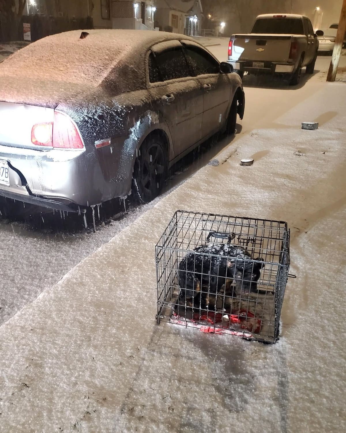 Ele acordou de manhã cedo latindo e salvou uma vida em uma forte tempestade de neve