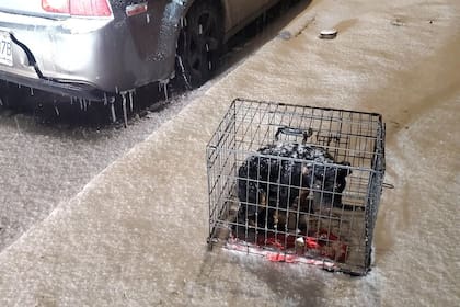 Se despertó a la madrugada por un ladrido y salvó una vida en medio de una feroz tormenta de nieve: “Estaba en una jaula congelada y aterrorizada”