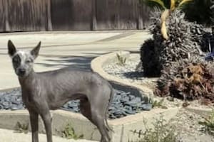 Con un aspecto peculiar, lo rescataron en un barrio residencial y conocieron su triste pasado