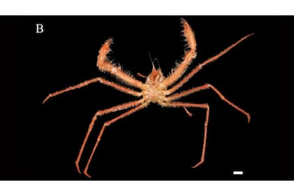 El sorprendente hallazgo fue realizado en el Mar de China Meridional (Foto de Yadong Zhou vía Ng y Liu, 2024)