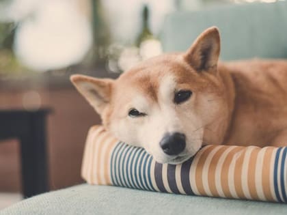 Generalmente, los shiba inu tienen buenas condiciones de salud, aunque no están exentos de sufrir males menores como alergias o cataratas