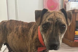 La abandonaron preñada en un basural y una ecografía de urgencia reveló lo impensado