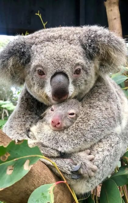 Miles de koalas fallecieron en los últimos incendios forestales en Australia