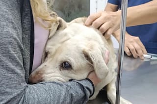 Estaba enferma, no podía caminar y, aunque tenía hogar, la abandonaron a su suerte