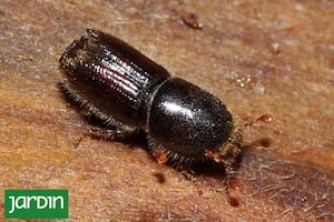 Una invasión de escarabajos puede afectar todos los pinos en el Cono Sur, hasta la Patagonia