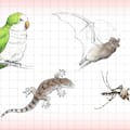 De murciélagos a lagartijas, las especies menos pensadas que llegan a las zonas urbanas por las altas temperaturas
