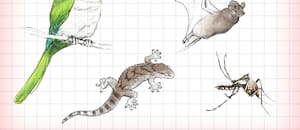 De murciélagos a lagartijas, las especies menos pensadas que llegan a las zonas urbanas por las altas temperaturas