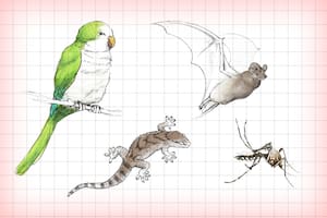 De murciélagos a lagartijas, las especies menos pensadas que llegan a las zonas urbanas por las altas temperaturas
