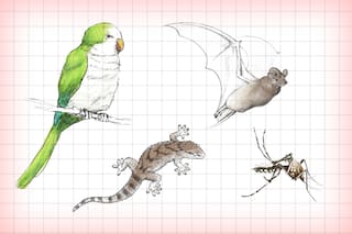 De murciélagos a lagartijas, las especies menos pensadas que llegan a las zonas urbanas por las altas temperaturas