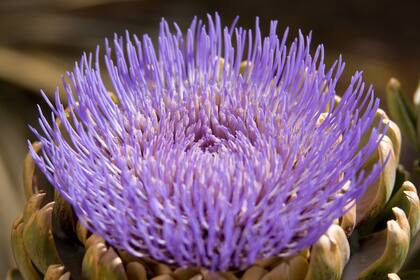 ¿Quién hubiera dicho que los alcauciles florecían así?