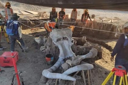 Los mamuts fueron encontrados durante las obras que realizaban en el Aeropuerto Felipe Ángeles de Santa Lucía