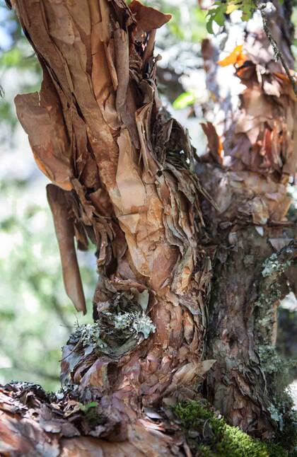 Bosques de tabaquillo en las laderas de la quebrada.