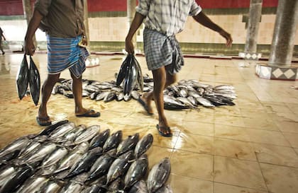 Bonitos en el mercado de pescado, en Male.