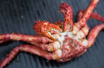 Las centollas se reproducen una vez por año, en primavera.