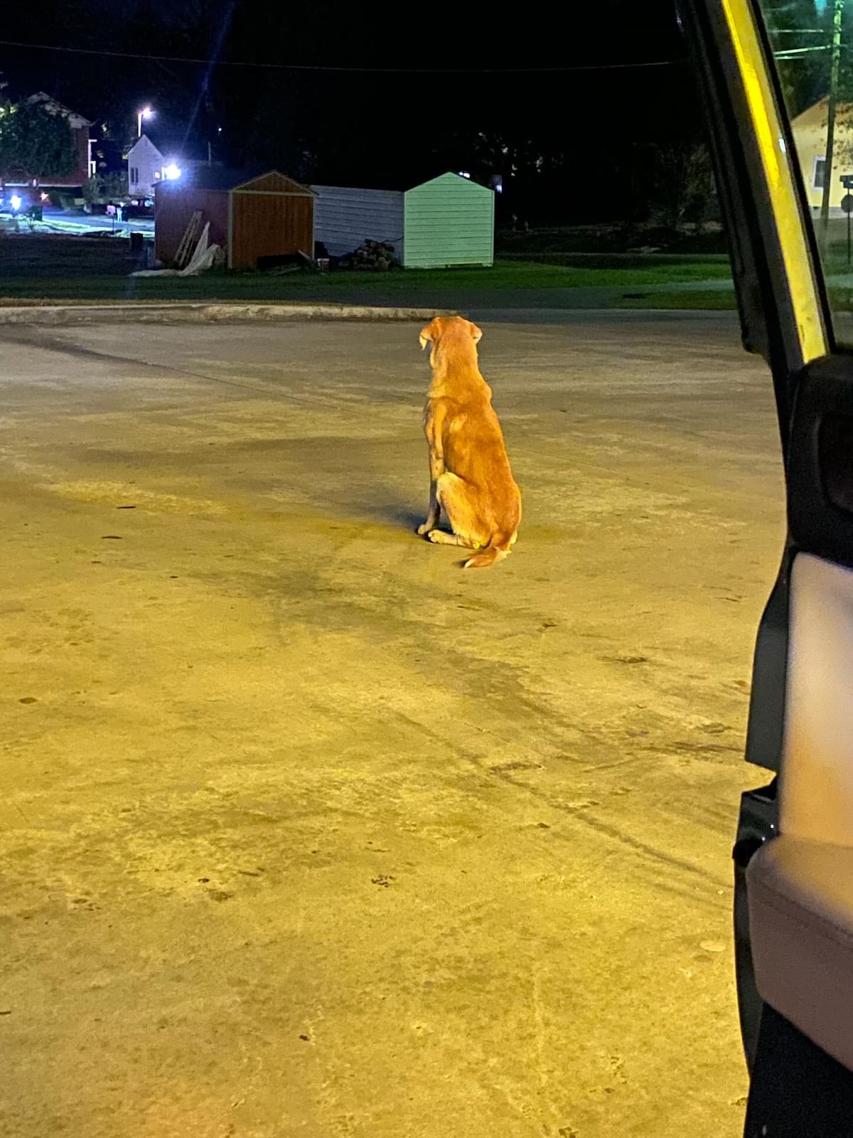 Ele foi deixado em um estacionamento e quando alguém quis ajudar, ele teve que ganhar a confiança deles Ele foi deixado em um estacionamento e quando alguém quis ajudar, ele teve que ganhar a confiança deles