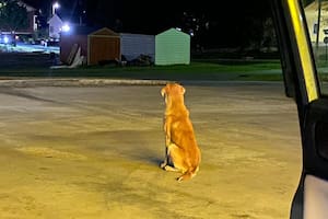 Lo abandonaron en un estacionamiento y, cuando alguien quiso ayudarlo, tuvo que ganarse su confianza