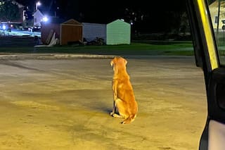 Lo abandonaron en un estacionamiento y, cuando alguien quiso ayudarlo, tuvo que ganarse su confianza