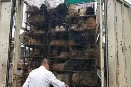 En Yulin, en China, se sacrifican perros; se los golpea hasta que se mueren y su piel es quemada con diferentes sopletes 