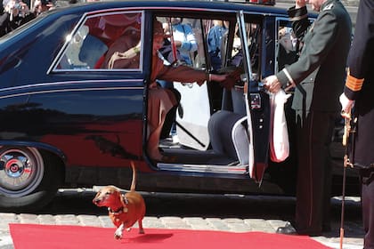 Su Majestad y el príncipe Henrik bajan del coche oficial para abordar el barco real Dannebrog, y una de sus mascotas se les adelanta corriendo por la alfombra roja. Era el 28 de abril de 2006.